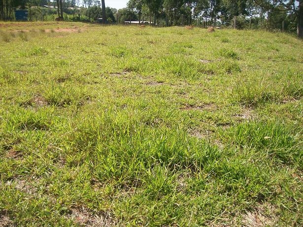 Comercial em Silvas, Morungaba - Comercial - Silvas - Foto 3