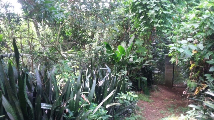 Rural em Pico alto, Morungaba - Foto 6