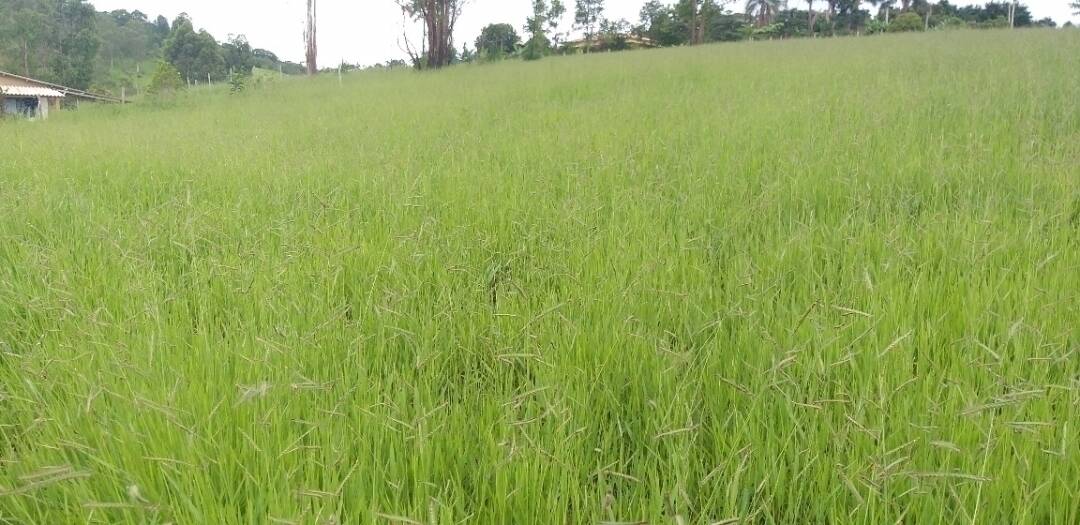 #339 - Sítio para Venda em Morungaba - SP