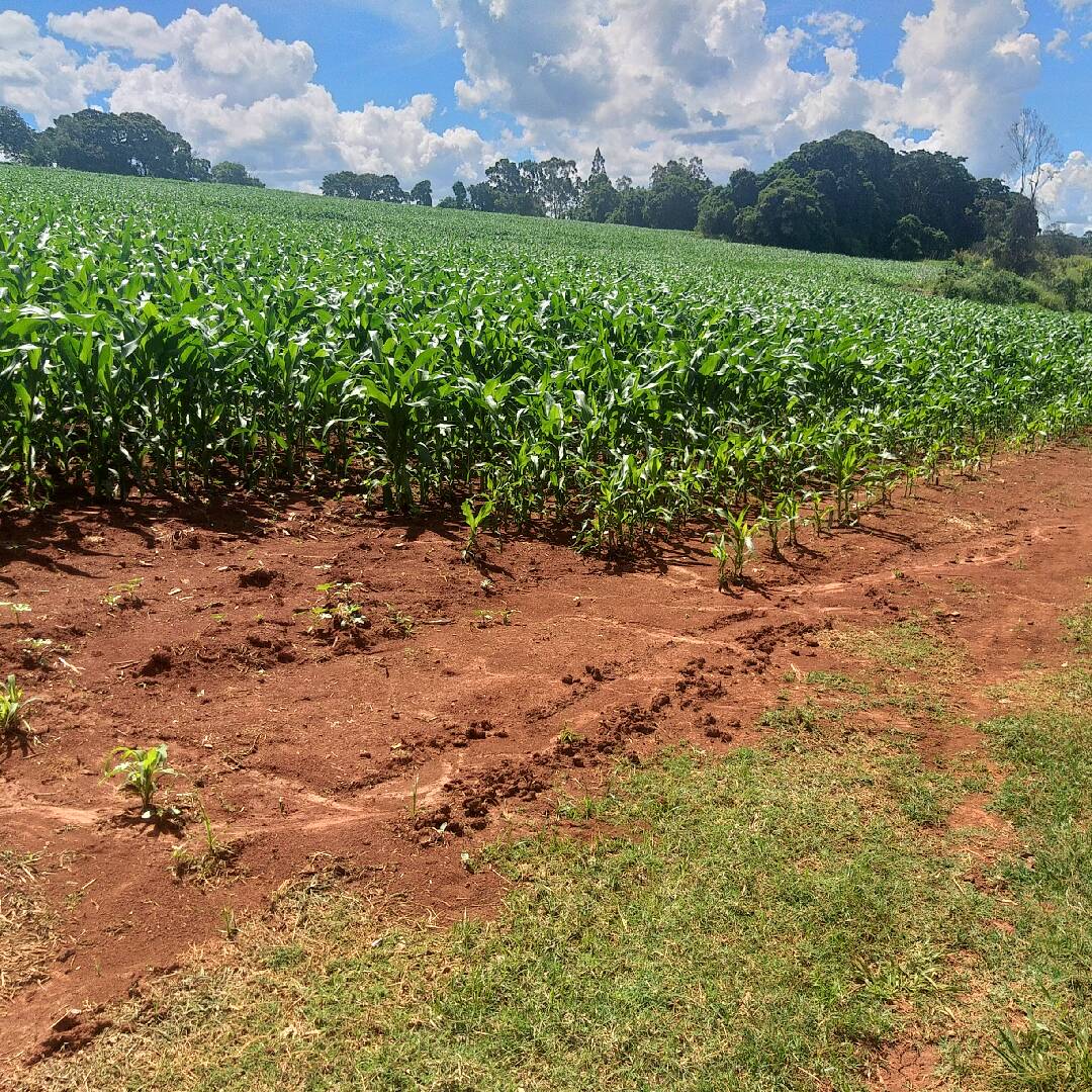 #060 - Sítio para Venda em Morungaba - SP