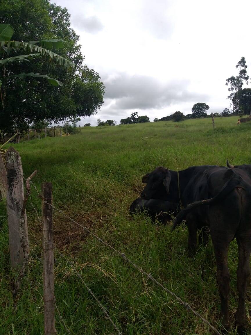 #185 - Sítio para Venda em Tuiuti - SP