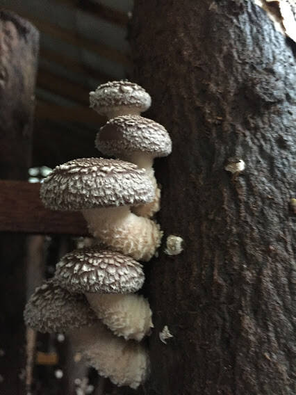 #377 - Sítio para Venda em Igaratá - SP