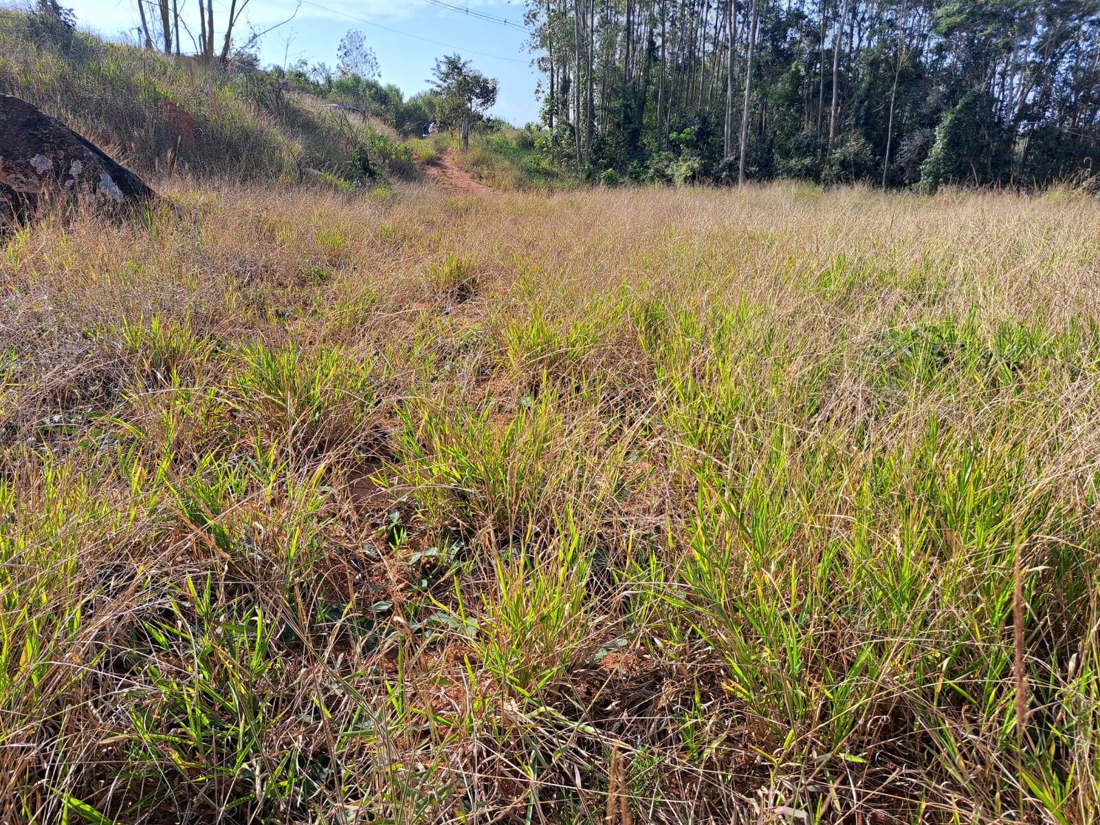 #407 - Sítio para Venda em Amparo - SP
