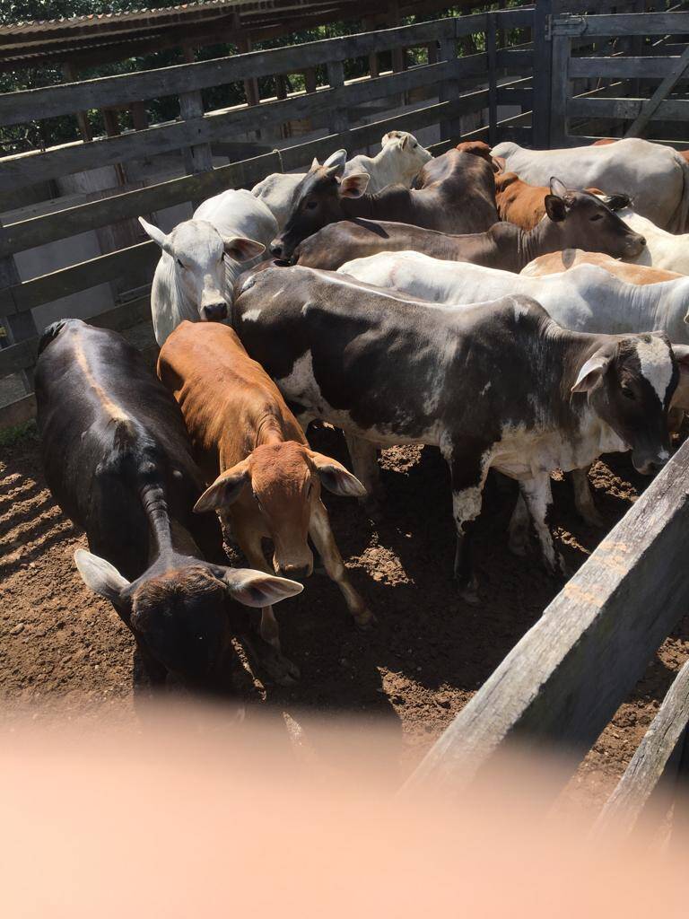 #426 - Fazenda para Venda em Bragança Paulista - SP