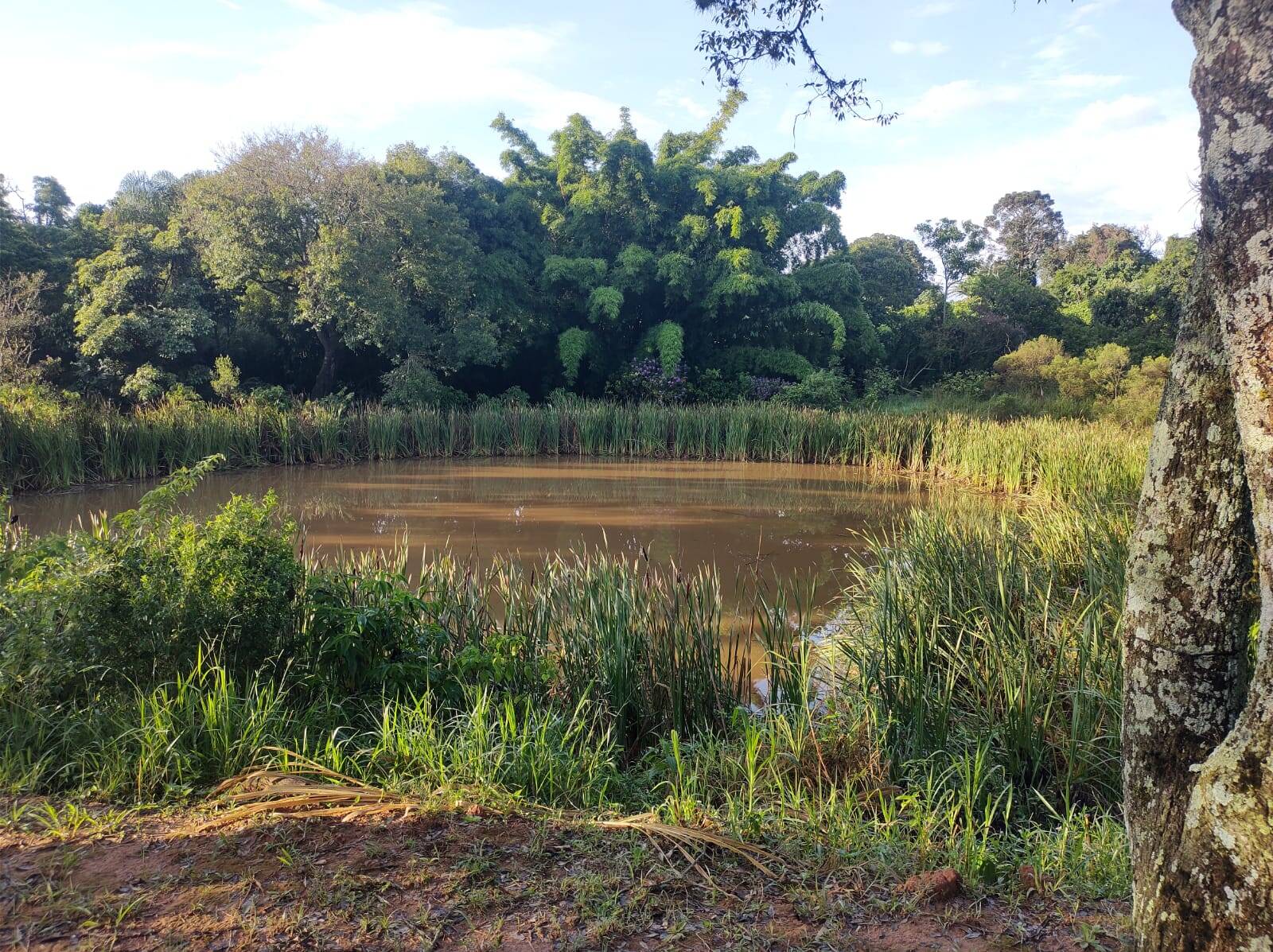 #428 - Sítio para Venda em Monte Alegre do Sul - SP