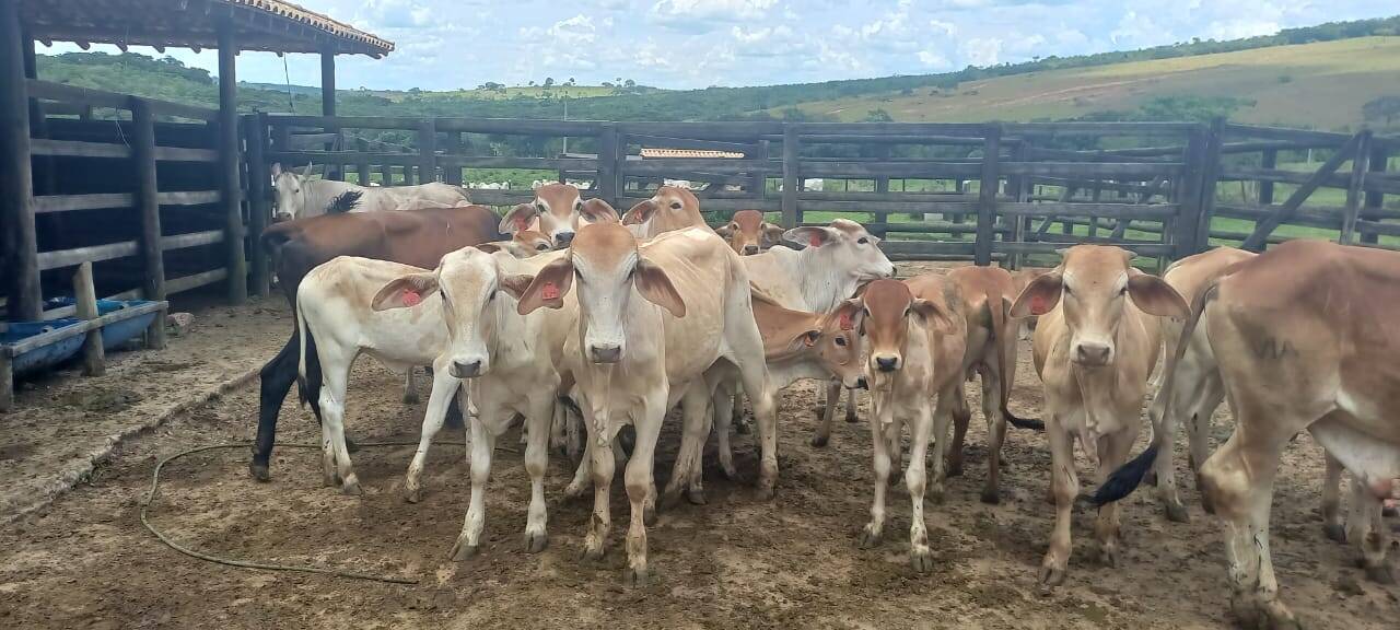 #450 - Fazenda para Venda em Oliveira - MG