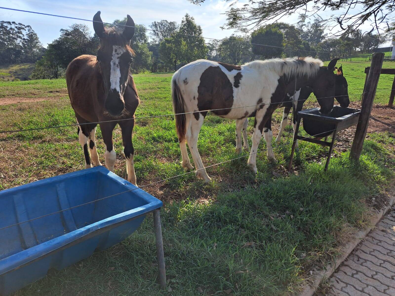#487 - Haras para Venda em Itatiba - SP
