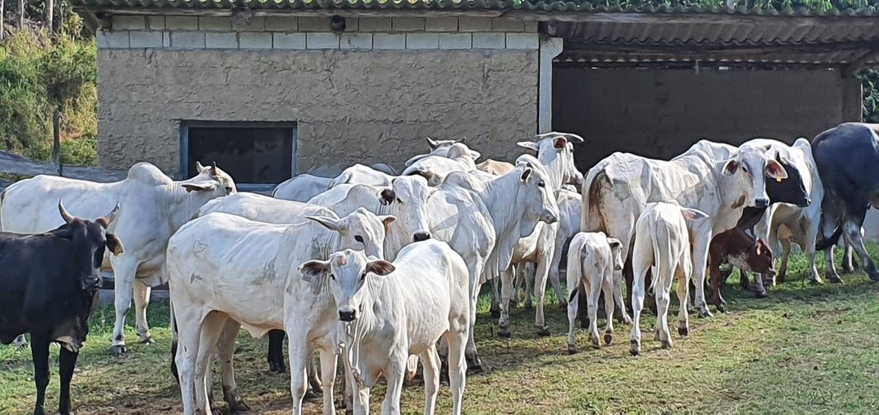 #480 - Fazenda para Venda em Morungaba - SP