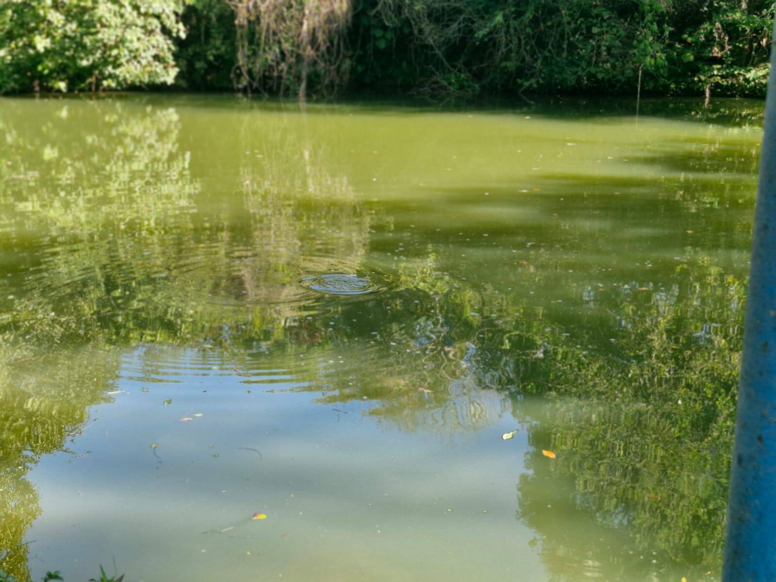 #491 - Sítio para Venda em Monte Alegre do Sul - SP