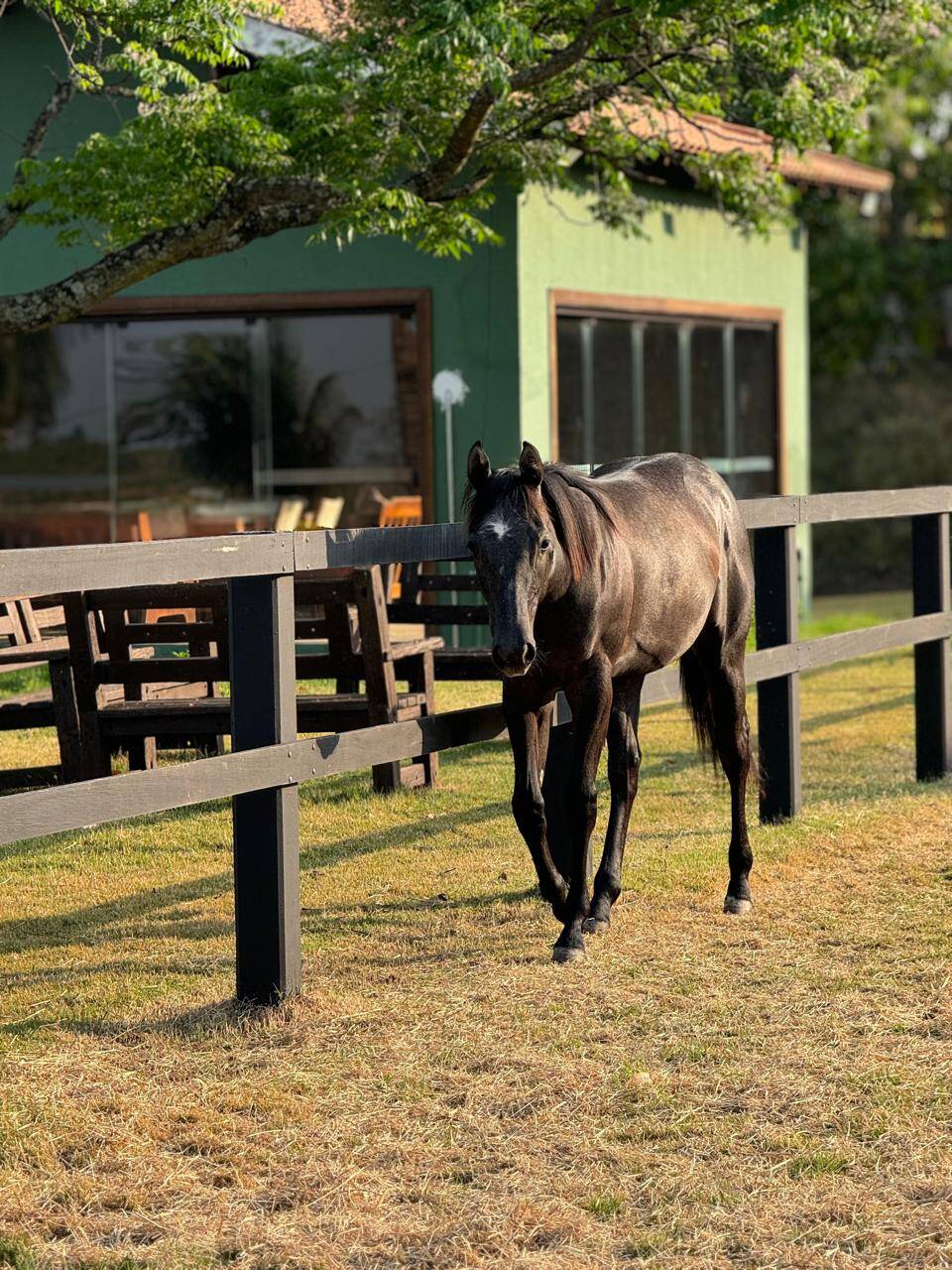 #505 - Haras para Venda em Moji Mirim - SP