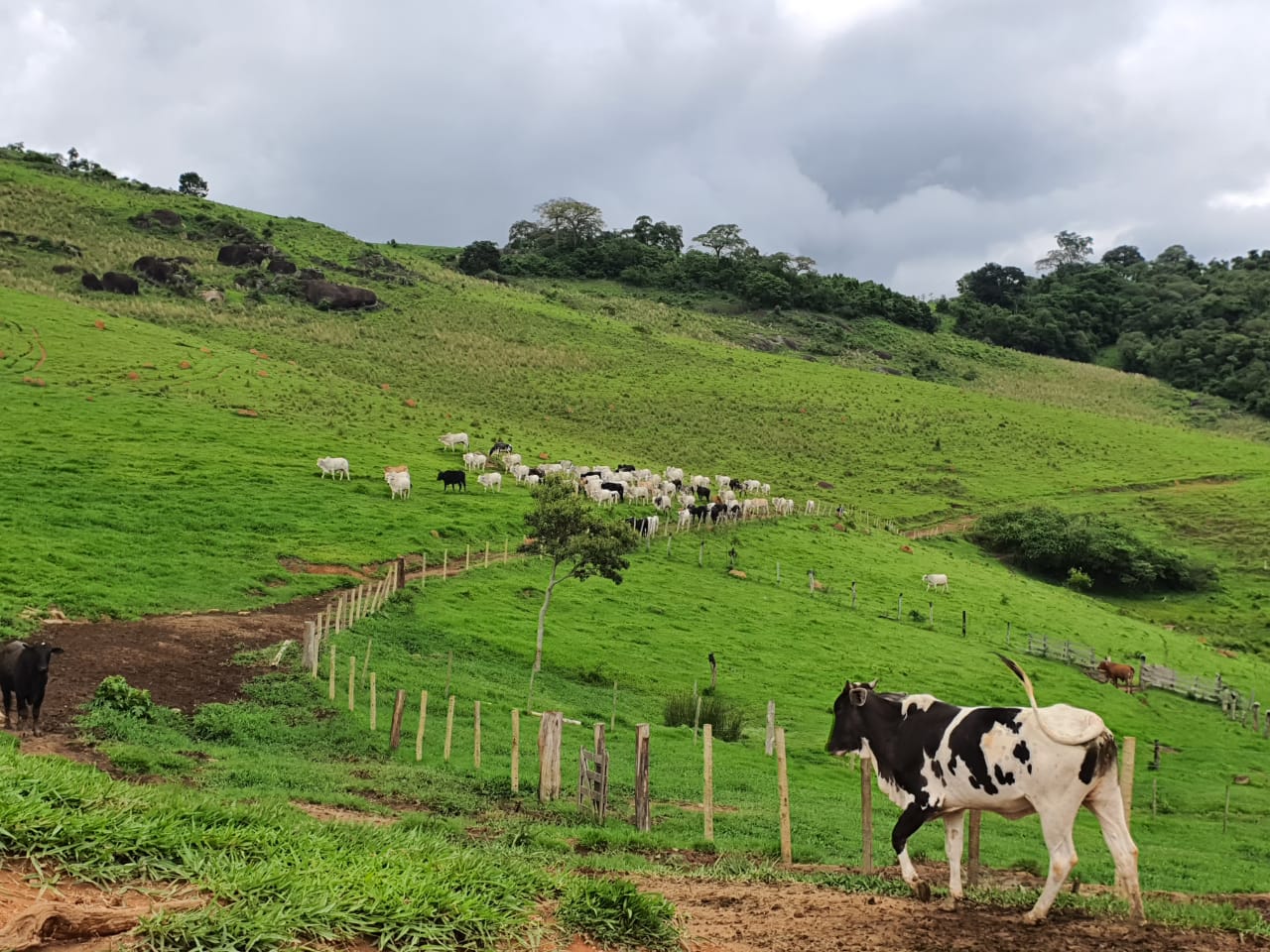#295 - Fazenda para Venda em Socorro - SP