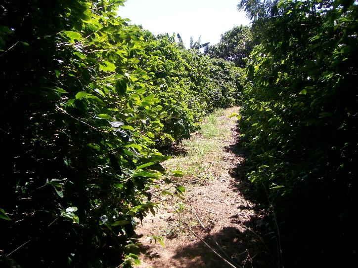 #064 - Fazenda para Venda em Amparo - SP