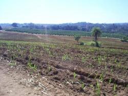 #241 - Fazenda para Venda em Espírito Santo do Pinhal - SP - 3