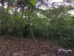 #355 - Sítio para Venda em Amparo - SP