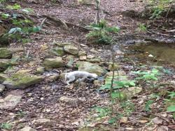 #355 - Sítio para Venda em Amparo - SP