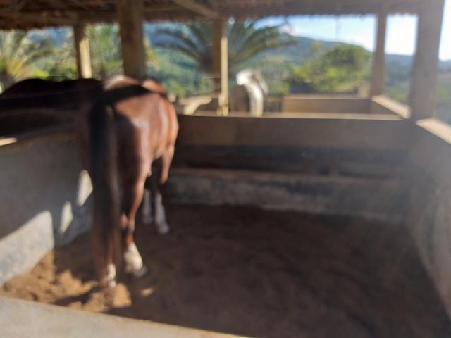 #189 - Fazenda para Venda em Morungaba - SP