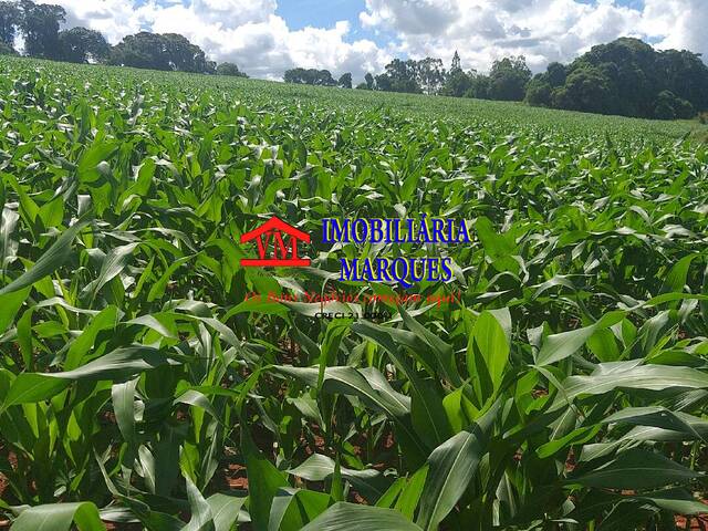 #060 - Sítio para Venda em Morungaba - SP