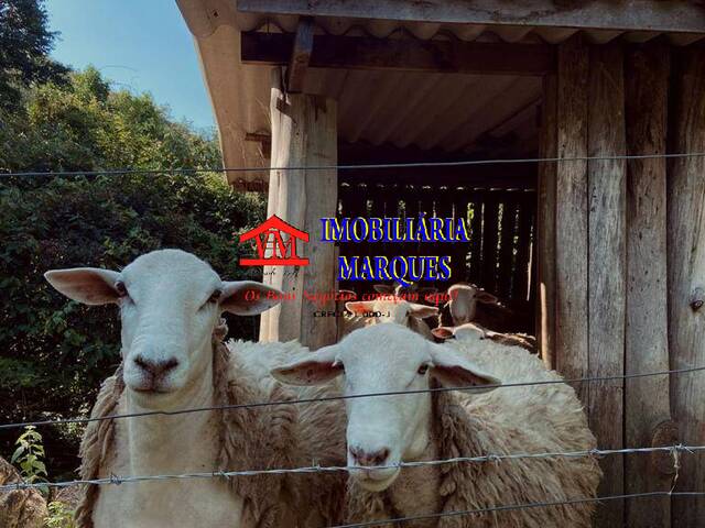 Sítio para Venda em Amparo - 4