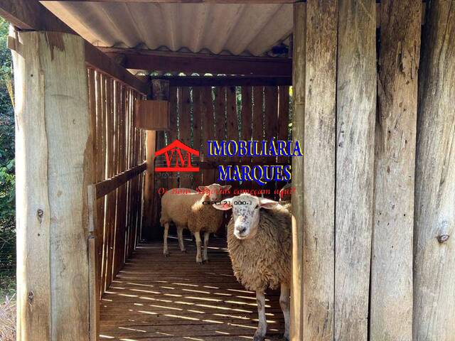 Sítio para Venda em Amparo - 5