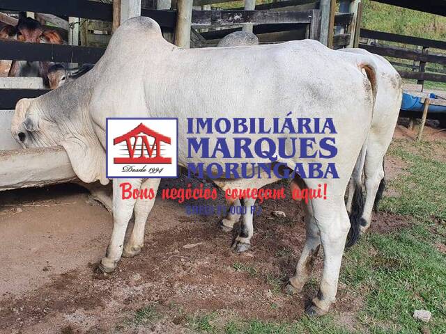 #480 - Fazenda para Venda em Morungaba - SP - 2