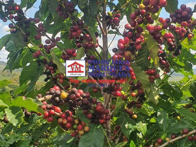 #479 - Fazenda para Venda em Amparo - SP - 3