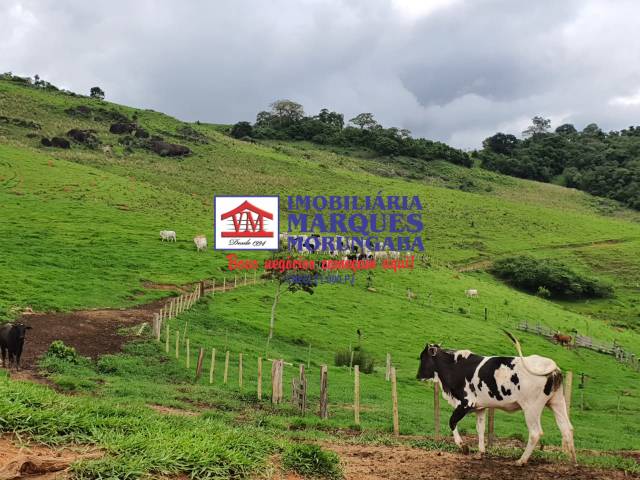 #295 - Fazenda para Venda em Socorro - SP - 1