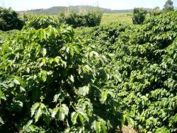 #064 - Fazenda para Venda em Amparo - SP