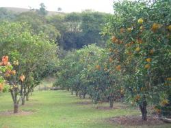 Terreno em condomínio para Venda em Tuiuti - 4