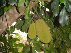 Terreno em condomínio para Venda em Tuiuti - 5